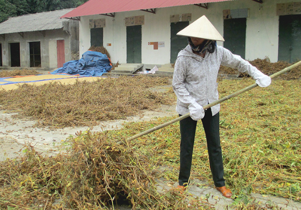 phơi đậu sau thu hoạch_1671435795.png